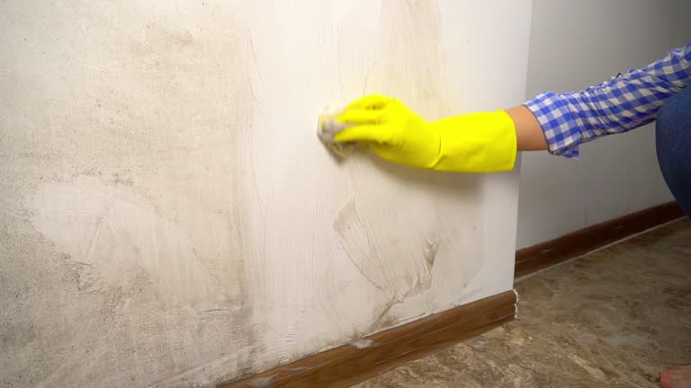 Best Comprehensive Air Testing for Mold Contaminants  in Sheridan, CA