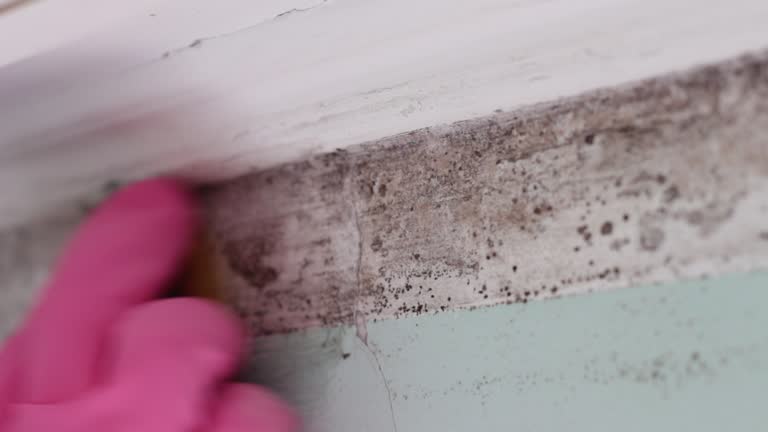 Best Commercial Mold Inspection  in Sheridan, CA